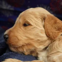 Gus Gus, a male Goldendoodle for sale in Dunnellon, FL – 3 of 7