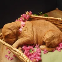Bangalore, a female Goldendoodle for sale in Dunnellon, FL – 2 of 2