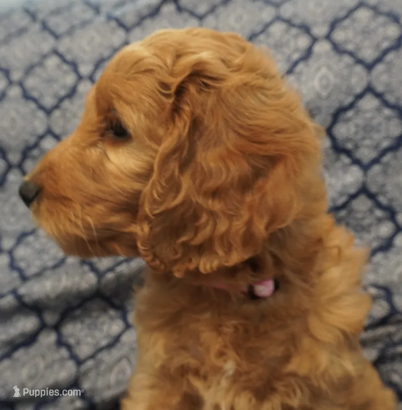 Bangalore – Goldendoodle puppy for sale in Dunnellon, FL