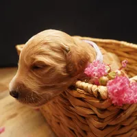 Roxie, a female Goldendoodle for sale in Dunnellon, FL – 2 of 3