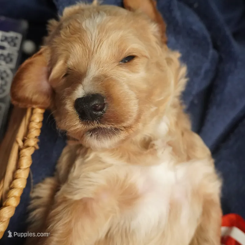 Gus Gus, a male Goldendoodle for sale in Dunnellon, FL – 1 of 7