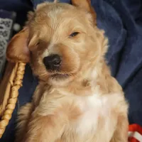 Gus Gus, a male Goldendoodle for sale in Dunnellon, FL – 1 of 7
