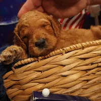 Nutmeg, a female Goldendoodle for sale in Dunnellon, FL – 4 of 4