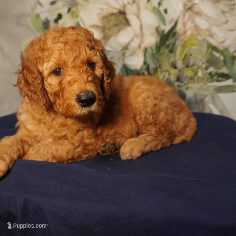 Nutmeg – Goldendoodle puppy for sale in Dunnellon, FL