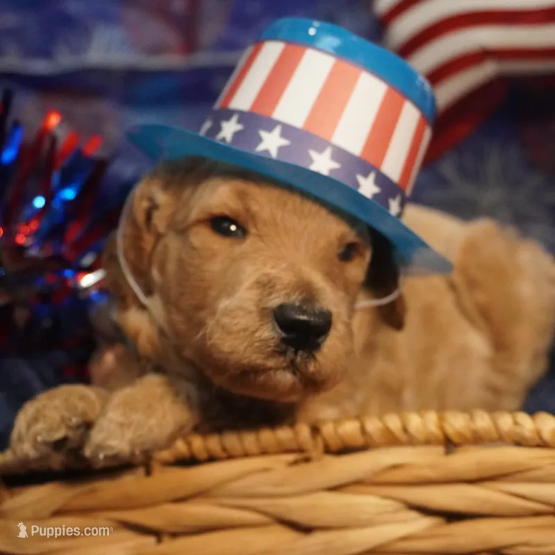 Minnie – Goldendoodle puppy for sale in Dunnellon, FL