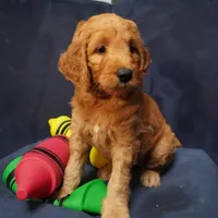 Bangalore, a female Goldendoodle for sale in Dunnellon, FL – 3 of 6
