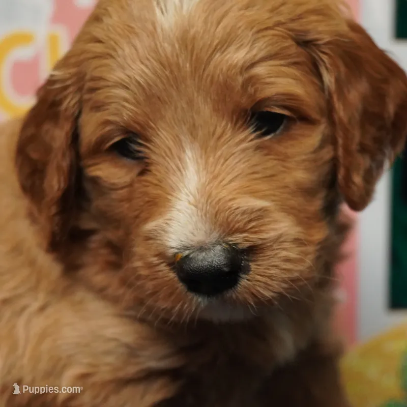 Roxie – Goldendoodle puppy for sale in Dunnellon, FL
