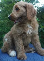 Roxie, a female Goldendoodle for sale in Dunnellon, FL – 10 of 10