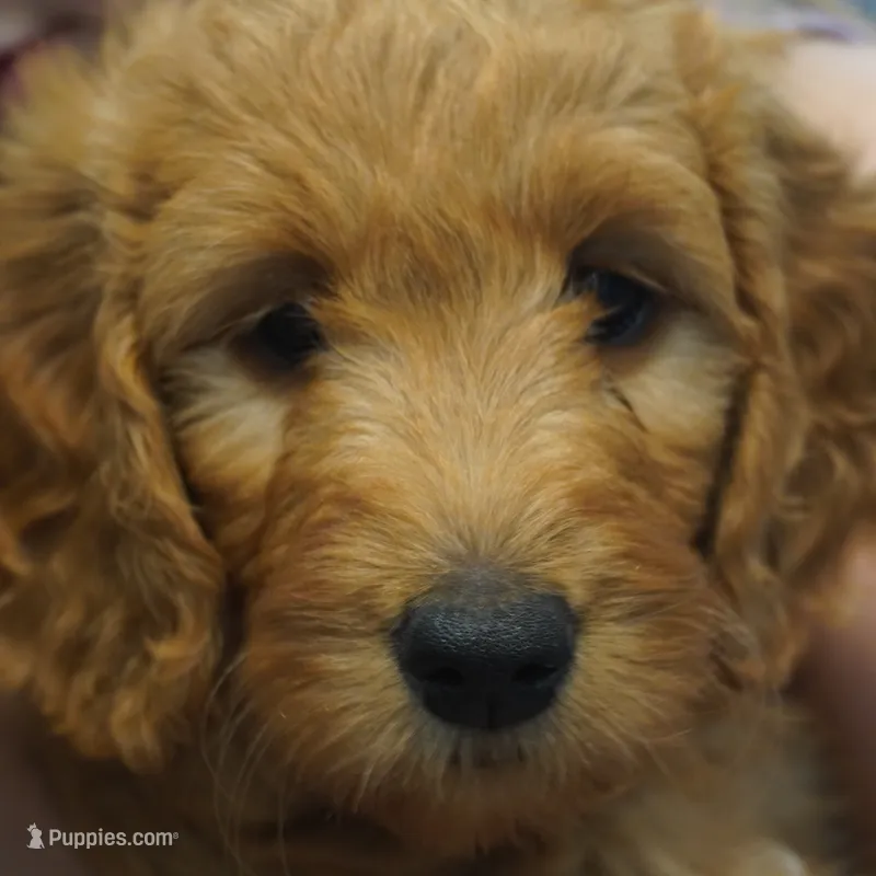 Bangalore – Goldendoodle puppy for sale in Dunnellon, FL