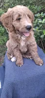 Roxie, a female Goldendoodle for sale in Dunnellon, FL – 5 of 10