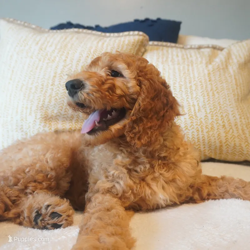Nutmeg – Goldendoodle puppy for sale in Dunnellon, FL