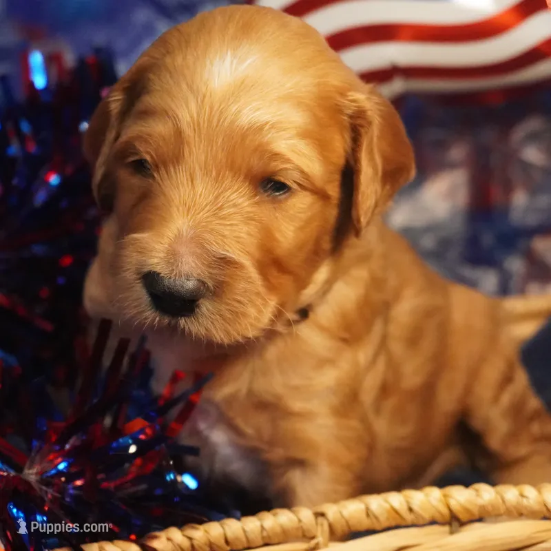 Mario – Goldendoodle puppy for sale in Dunnellon, FL