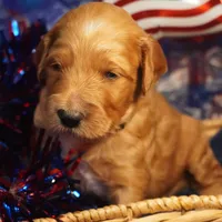 Mario, a male Goldendoodle for sale in Dunnellon, FL – 1 of 10