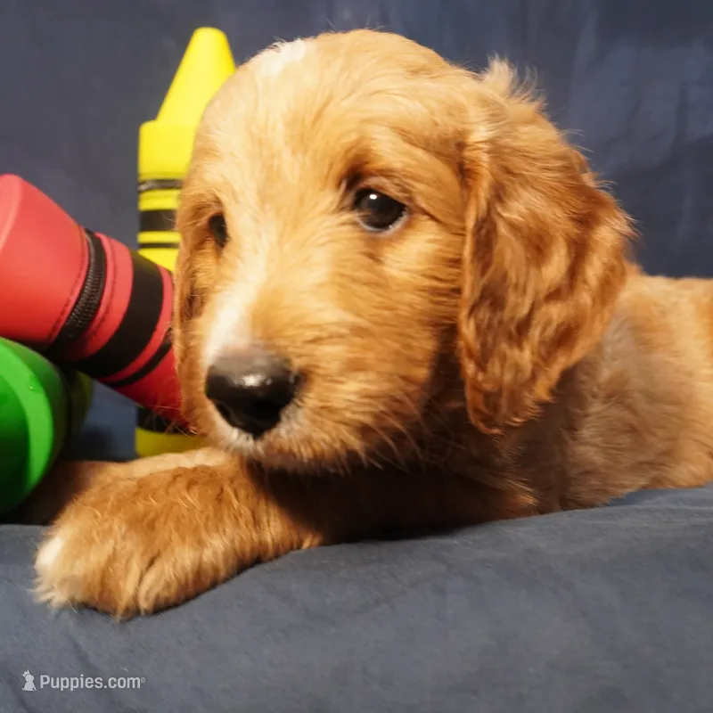 Roxie – Goldendoodle puppy for sale in Dunnellon, FL
