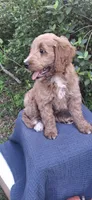 Roxie, a female Goldendoodle for sale in Dunnellon, FL – 4 of 10