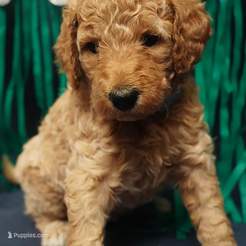 Minnie – Goldendoodle puppy for sale in Dunnellon, FL