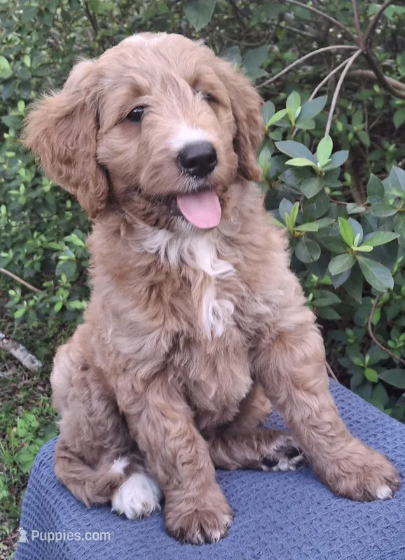 Roxie – Goldendoodle puppy for sale in Dunnellon, FL