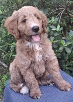 Roxie, a female Goldendoodle for sale in Dunnellon, FL – 1 of 10