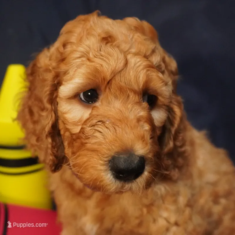 Nutmeg – Goldendoodle puppy for sale in Dunnellon, FL