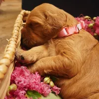 Bangalore, a female Goldendoodle for sale in Dunnellon, FL – 1 of 2