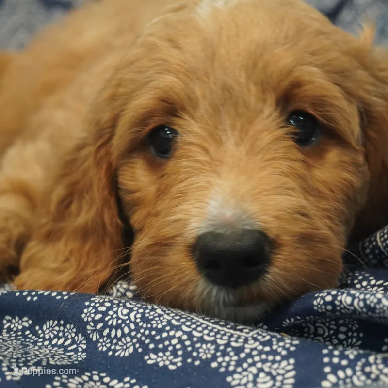 Roxie – Goldendoodle puppy for sale in Dunnellon, FL