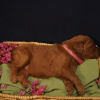 Mia, a female Goldendoodle for sale in Dunnellon, FL – 3 of 4