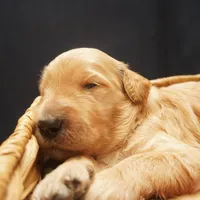 Mikey, a male Goldendoodle for sale in Dunnellon, FL – 3 of 5