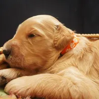 Mikey, a male Goldendoodle for sale in Dunnellon, FL – 5 of 5