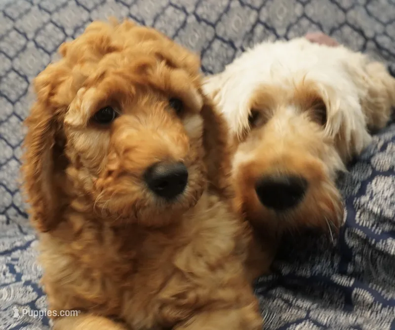 Nutmeg – Goldendoodle puppy for sale in Dunnellon, FL
