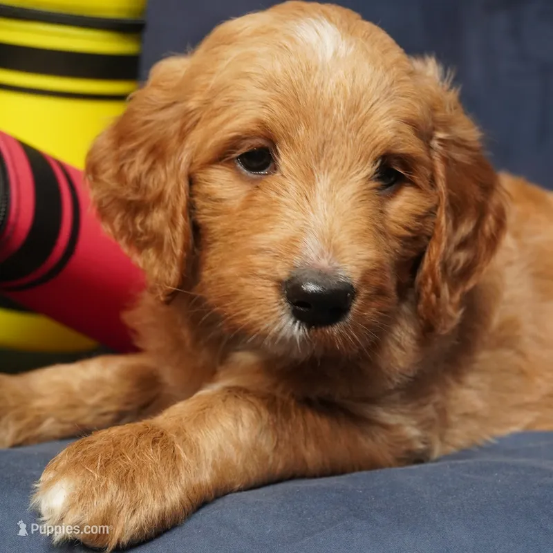 Roxie – Goldendoodle puppy for sale in Dunnellon, FL