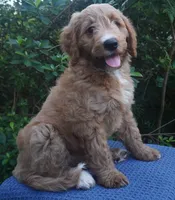 Roxie, a female Goldendoodle for sale in Dunnellon, FL – 9 of 10