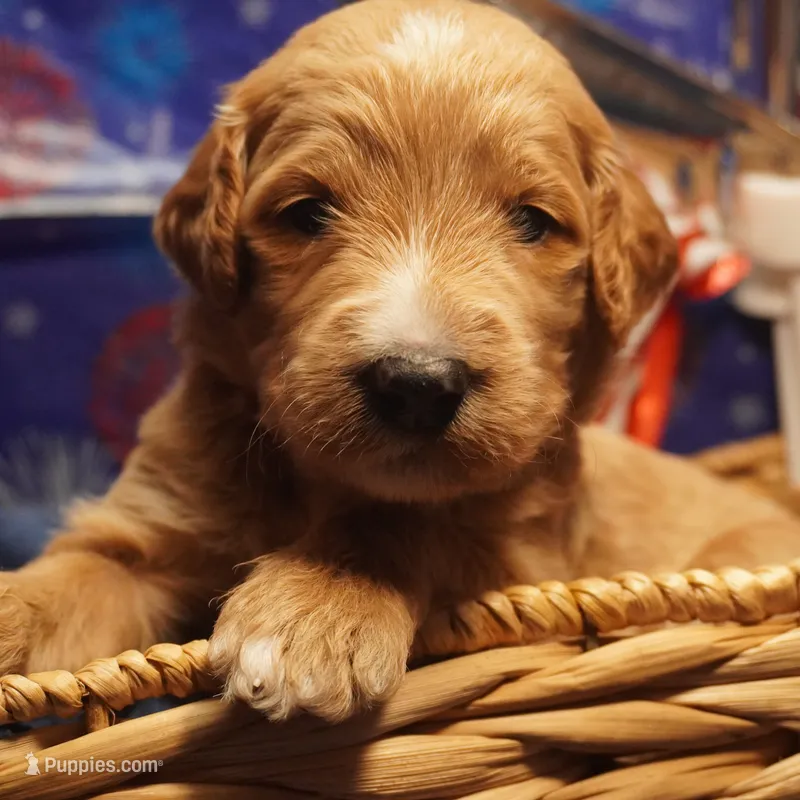 Roxie – Goldendoodle puppy for sale in Dunnellon, FL