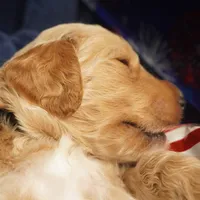 Gus Gus, a male Goldendoodle for sale in Dunnellon, FL – 6 of 7