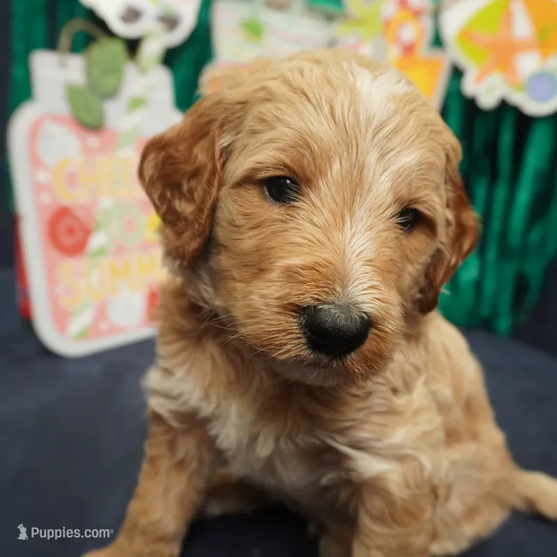 Gus Gus – Goldendoodle puppy for sale in Dunnellon, FL