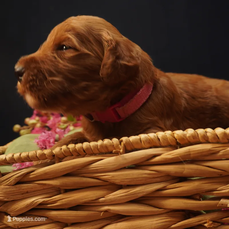 Mia – Goldendoodle puppy for sale in Dunnellon, FL