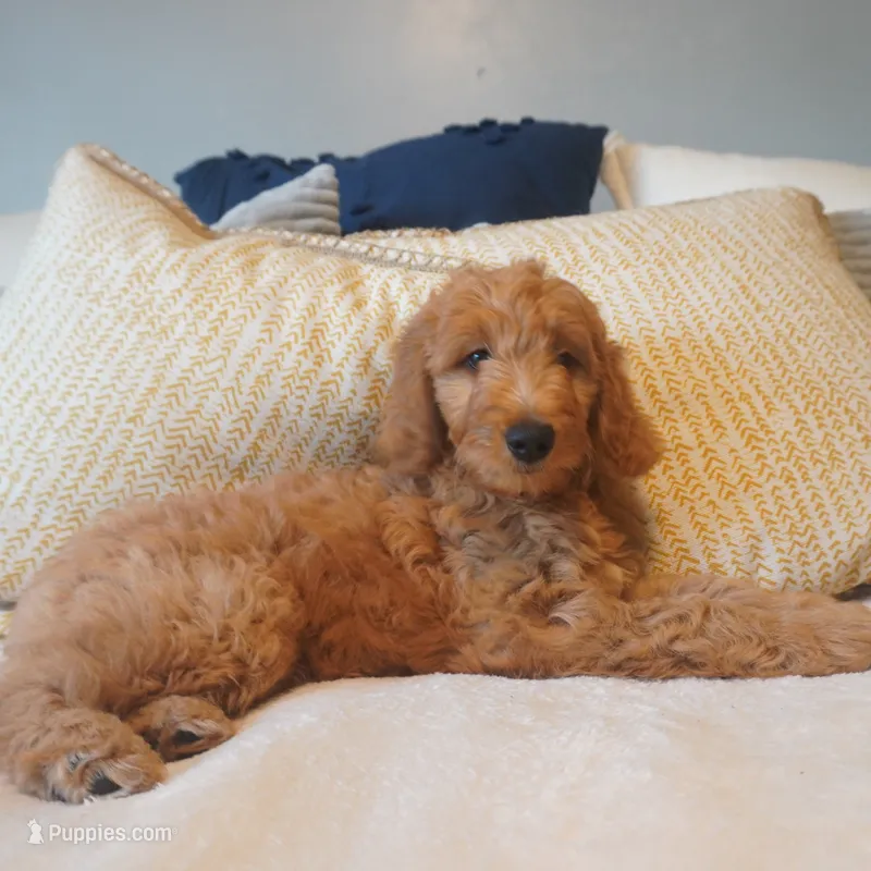 Bangalore – Goldendoodle puppy for sale in Dunnellon, FL