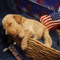 Gus Gus, a male Goldendoodle for sale in Dunnellon, FL – 4 of 7