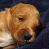 Mario, a male Goldendoodle for sale in Dunnellon, FL – 7 of 10