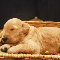 Mikey, a male Goldendoodle for sale in Dunnellon, FL – 4 of 5