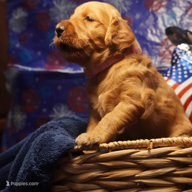 Bangalore – Goldendoodle puppy for sale in Dunnellon, FL
