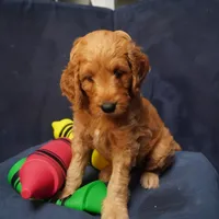 Bangalore, a female Goldendoodle for sale in Dunnellon, FL – 1 of 6
