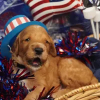 Mario, a male Goldendoodle for sale in Dunnellon, FL – 2 of 10