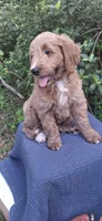 Roxie, a female Goldendoodle for sale in Dunnellon, FL – 2 of 10