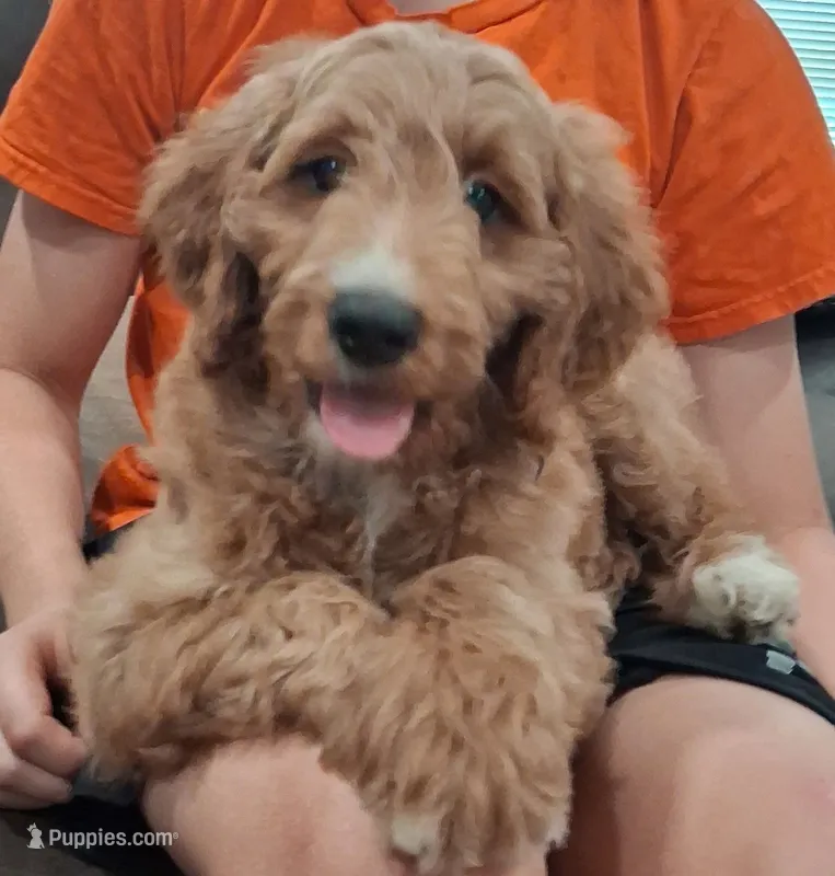 Roxie – Goldendoodle puppy for sale in Dunnellon, FL