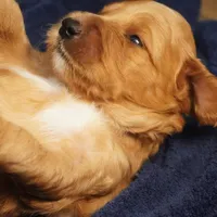Mario, a male Goldendoodle for sale in Dunnellon, FL – 9 of 10