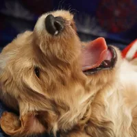 Gus Gus, a male Goldendoodle for sale in Dunnellon, FL – 7 of 7