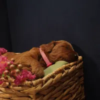 Mia, a female Goldendoodle for sale in Dunnellon, FL – 4 of 4