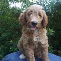 Roxie, a female Goldendoodle for sale in Dunnellon, FL – 6 of 10