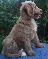 Roxie, a female Goldendoodle for sale in Dunnellon, FL – 8 of 10