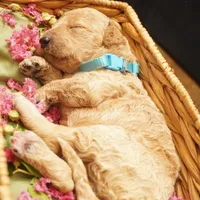 Minnie, a female Goldendoodle for sale in Dunnellon, FL – 2 of 4